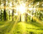 trees on top of a hill with sunlight peeping through