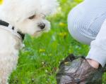 dog owner picking up after dog