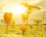 flowers in sunlight