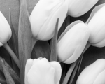 grey scale bunch of tulips