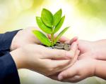 two pairs of hands holding a plant together