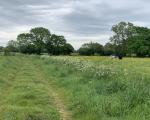 A photo of a Public Right of Way running through a field with long grass, trees and cows in it.