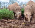 A photo of two white rhinos with recycled Christmas trees at Noah's Ark Zoo Farm