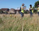 A photo to show people in hi-vis vests examining the contents of handheld butterfly nets, standing in a field of long grass with housing behind