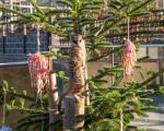 A photo of a Meerkat standing in a real Christmas tree at Noah's Ark Zoo Farm