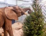 An elephant investigates a Christmas tree donated to Noah's Ark Zoom Farm