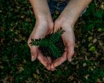 Two hands holding a plant, with leaves in the background