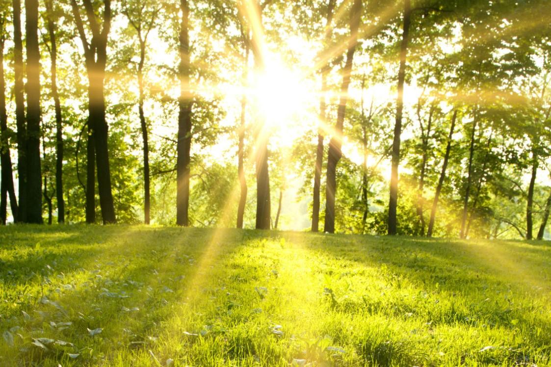 trees on top of a hill with sunlight peeping through