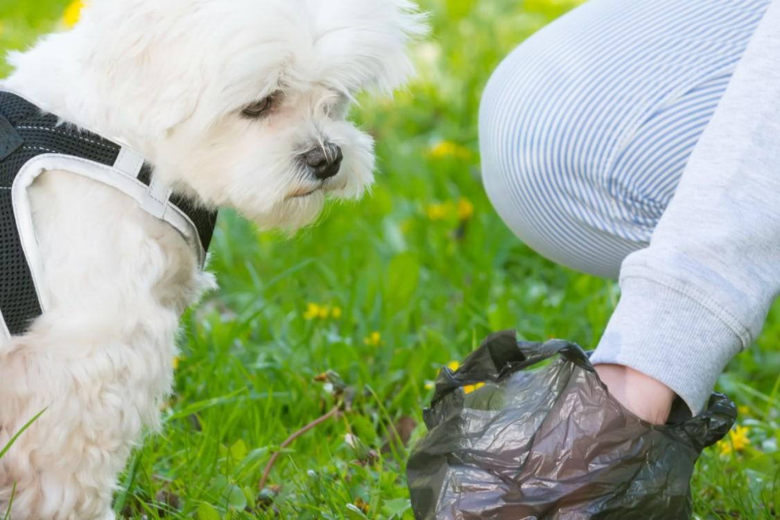 dog owner picking up after dog