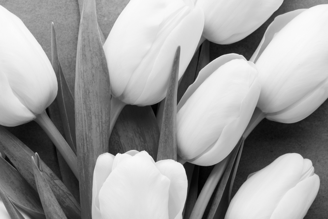 grey scale bunch of tulips