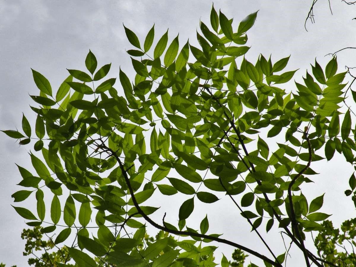 The leaves of an ash tree on a sunlit day