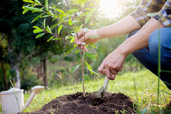 person planting a small sapling into a mound of soil