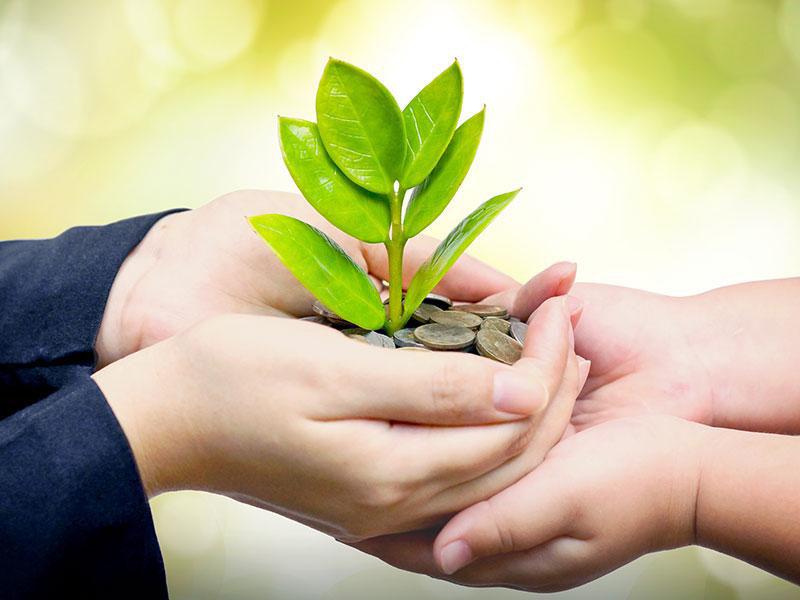 two pairs of hands holding a plant together