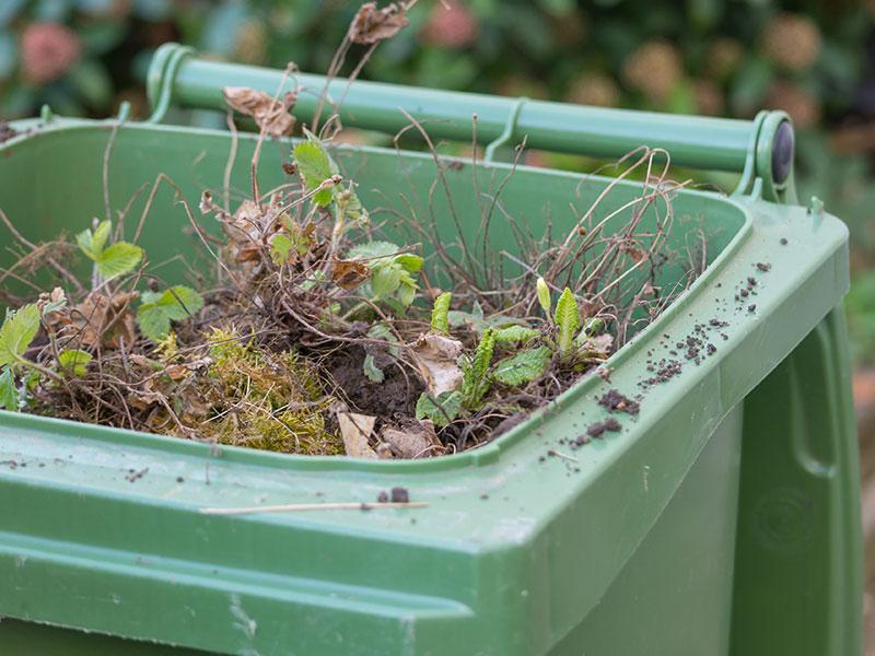 green wheelie bin with its lid open full of leaves and grass