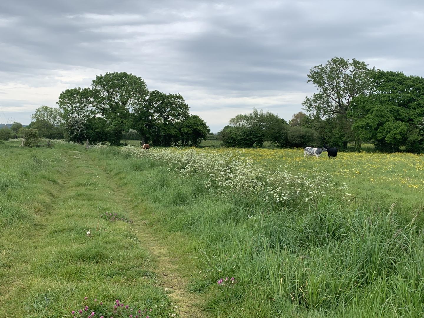 A photo of a Public Right of Way running through a field with long grass, trees and cows in it.