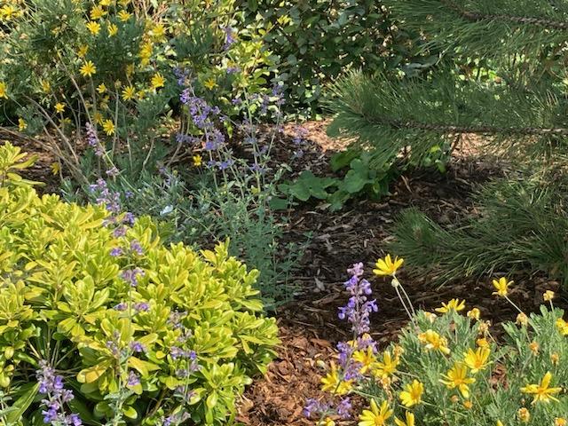 Yellow flowers and blue flowers growing amongst the bushes.