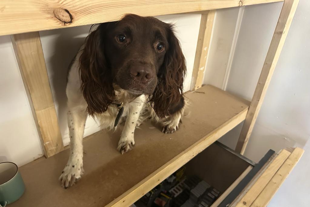 Griff, a spaniel, stood on a shelf during an operation to sniff out illegal tobacco products