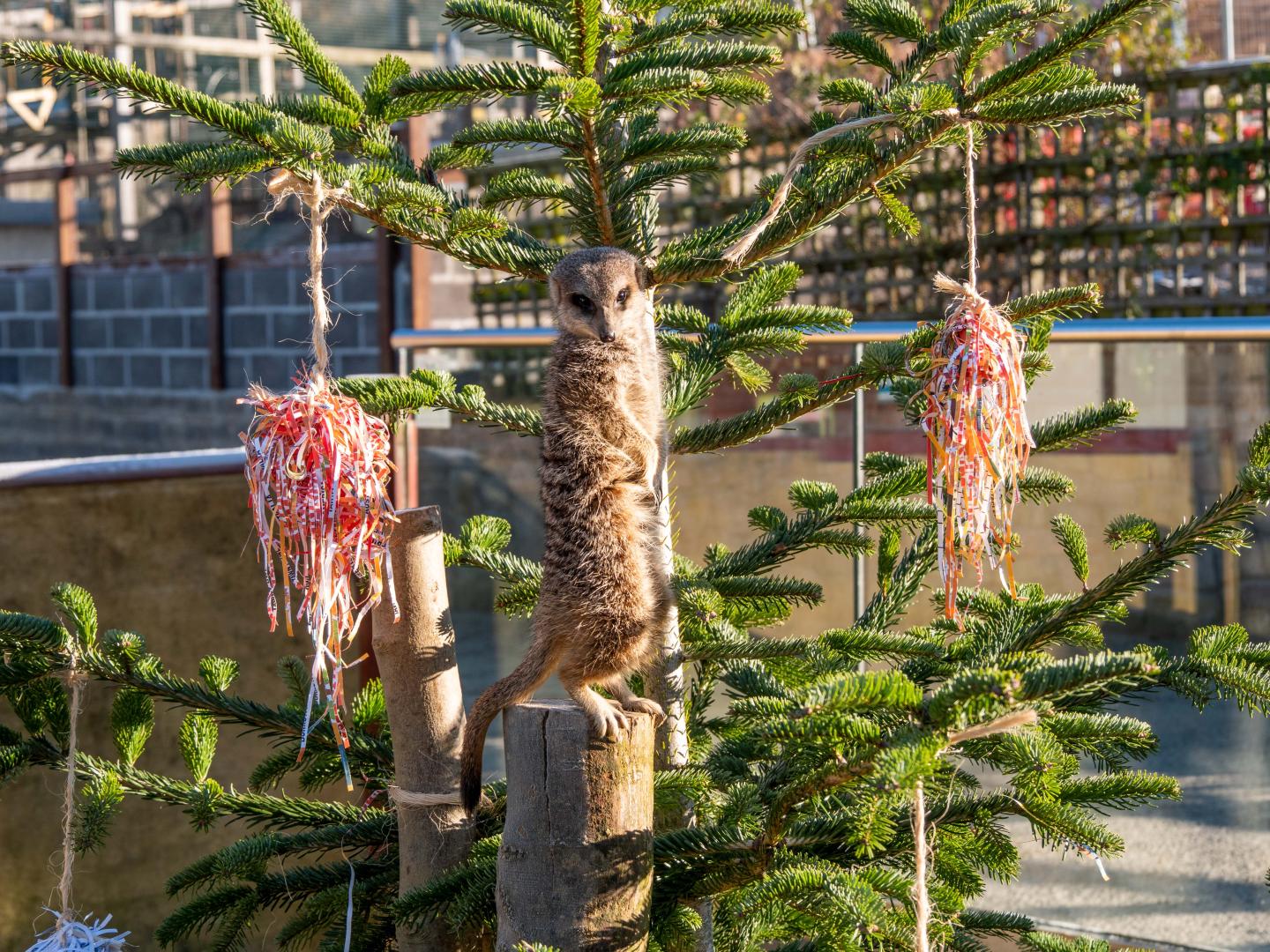 A photo of a Meerkat standing in a real Christmas tree at Noah's Ark Zoo Farm