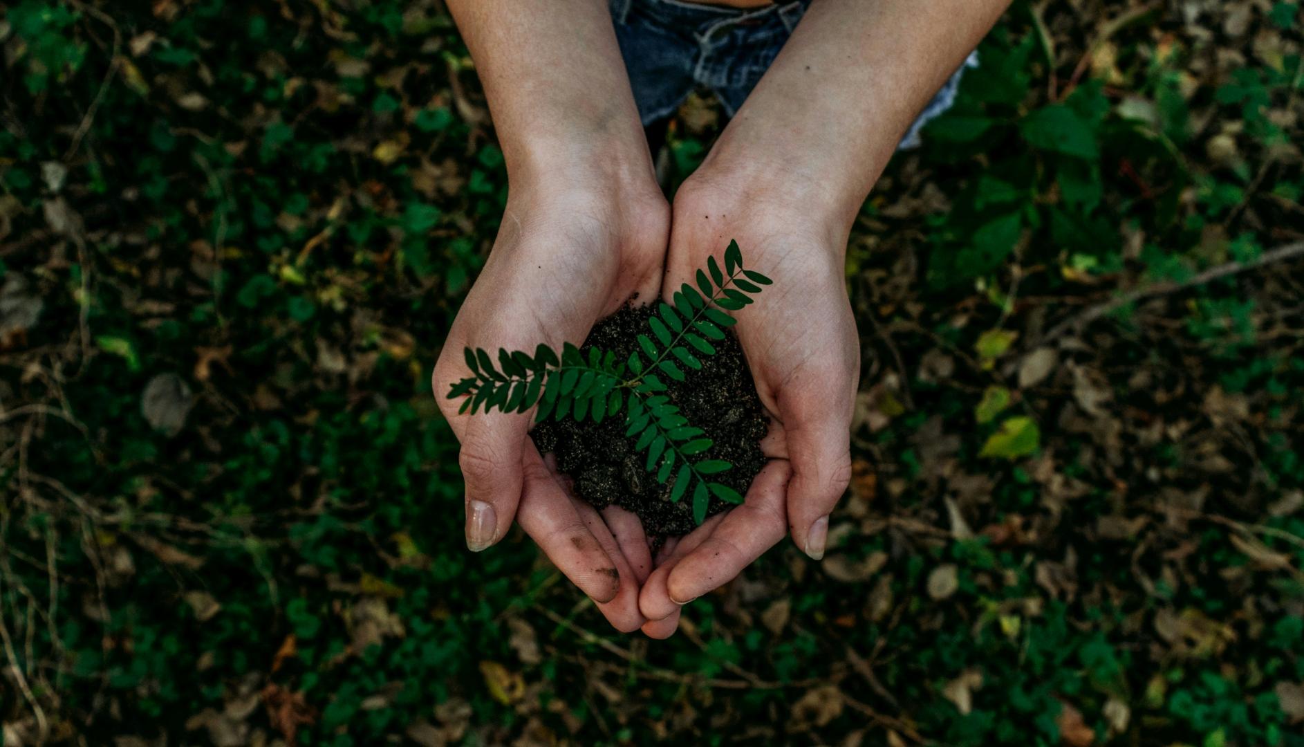 Two hands holding a plant, with leaves in the background