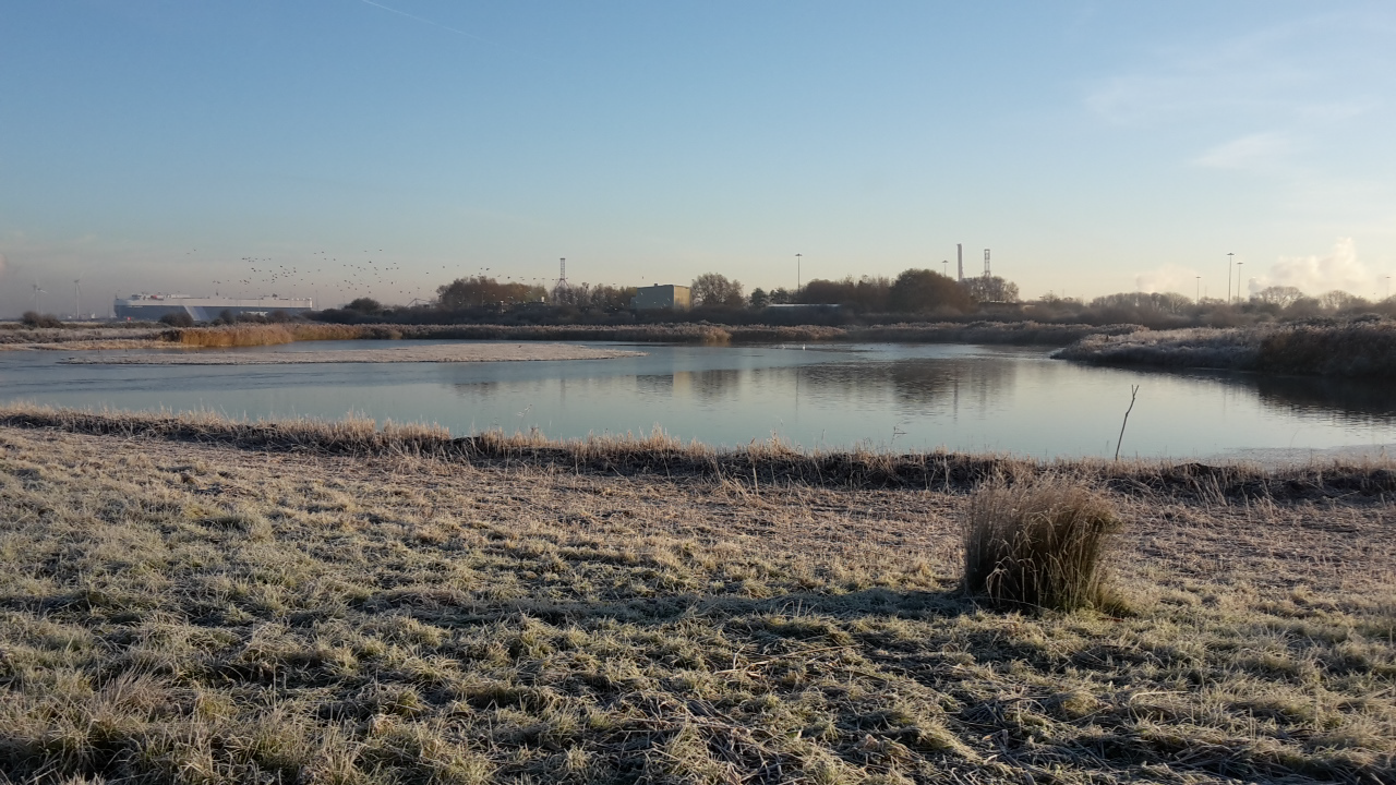 A large frozen pool surrounded by grass.