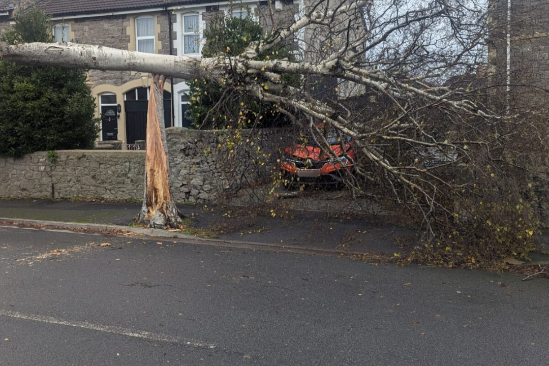 Tree fallen